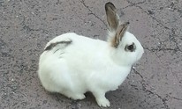 Bad Rabbit malware seeks to replicate NotPetya's success