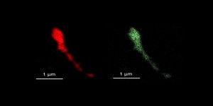 Researchers tweak a virus into building phase-change memories